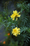 Tagetes erecta RCP10-2016 (33).JPG